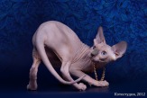 Роскошные котята канадский сфинкс из питомника.