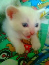 Котенок